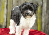 Annabelle--sweet shih-poo mix