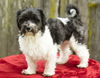 Annabelle--sweet shih-poo mix