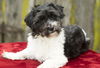 Annabelle--sweet shih-poo mix