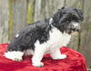 Annabelle--sweet shih-poo mix