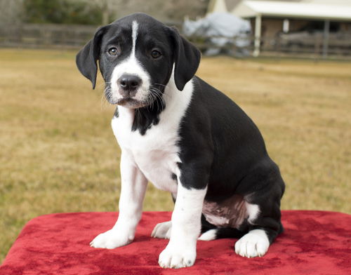 Steffi--Darling Hound Mix Girl--PNW