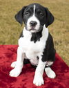 Steffi--Darling Hound Mix Girl--PNW