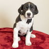Steffi--Darling Hound Mix Girl--PNW