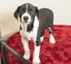 Steffi--Darling Hound Mix Girl--PNW