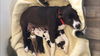 Steffi--Darling Hound Mix Girl--PNW