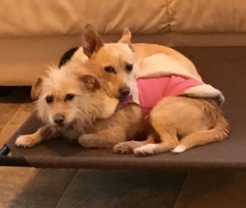 Sweet Nikki and Rocket---NE