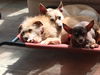 Sweet Nikki and Rocket---NE