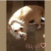 Sweet Nikki and Rocket---NE