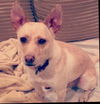 Sweet Nikki and Rocket---NE
