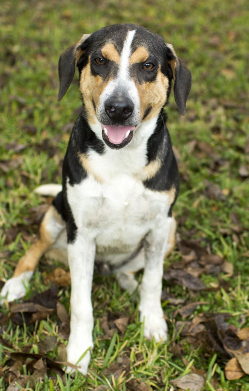 SNOOPY !!-Good Good Boy