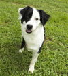 Bridget---So loving and gentle