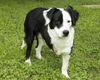 Bridget---So loving and gentle
