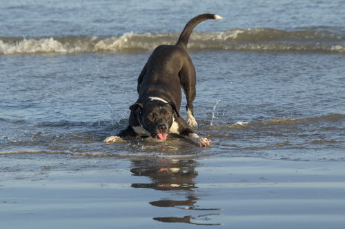 Luna-Funa and Loving-Fostered In Whistler