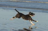 Luna-Funa and Loving-Fostered In Whistler