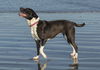 Luna-Funa and Loving-Fostered In Whistler