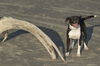 Luna-Funa and Loving-Fostered In Whistler