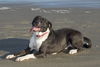 Luna-Funa and Loving-Fostered In Whistler