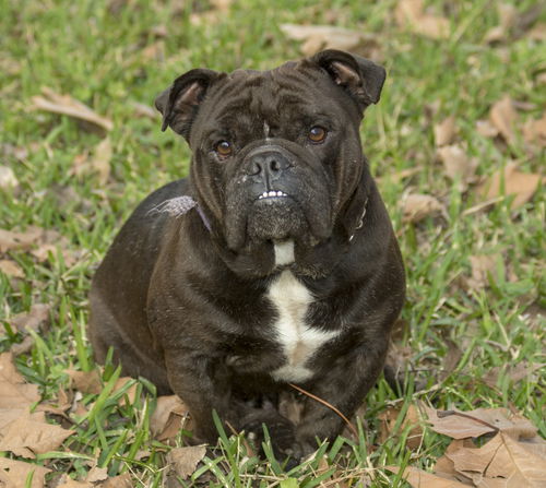 Elliot--bulldog cutey-NE