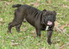 Elliot--bulldog cutey-NE