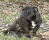 Elliot--bulldog cutey-NE