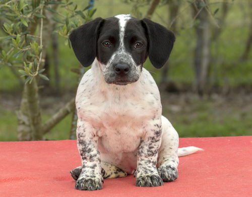 Roxy--cute low rider pup