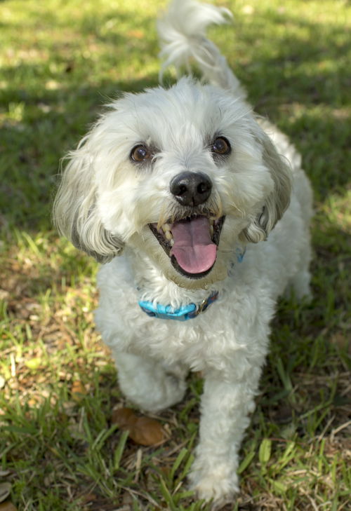 Teddy--sweet malti-poo pup