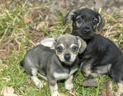Greyson and Onyx-tiny bonded brothers