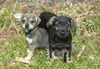 Greyson and Onyx-tiny bonded brothers