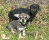 Greyson and Onyx-tiny bonded brothers