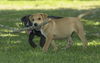 Dart-- fun labby basset pup-LOCAL