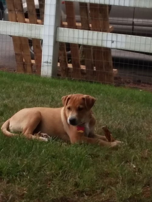 Dart-- fun labby basset pup-LOCAL