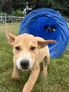 Dart-- fun labby basset pup-LOCAL