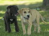 Tahoe- sweet labby mix puppy-LOCAL