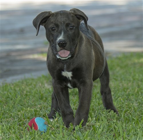Tahoe- sweet labby mix puppy-LOCAL