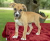 Priscilla--Fostered in Washington