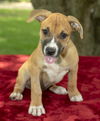 Priscilla--Fostered in Washington