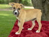Priscilla--Fostered in Washington