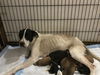 Priscilla--Fostered in Washington