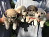 JOJO-Fostered in CT