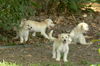 JOJO-Fostered in CT