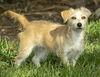 JOJO-Fostered in CT
