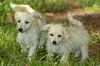 JOJO-Fostered in CT