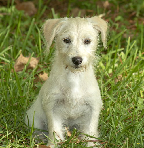 JOJO-Fostered in CT