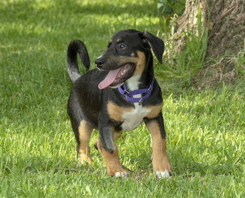 Tipper happy pup