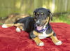 Tipper happy pup