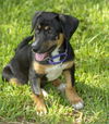 Tipper happy pup