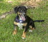 Tipper happy pup