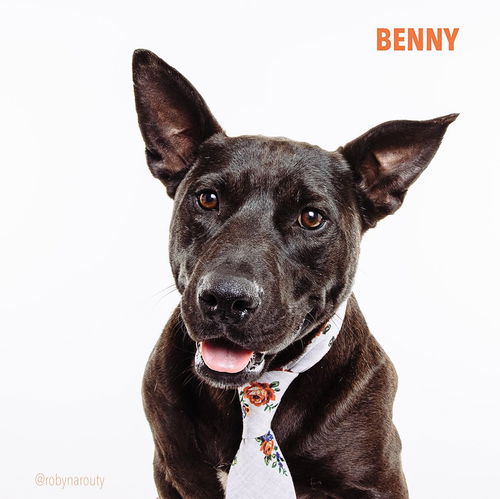 Benny-FUN BOY !