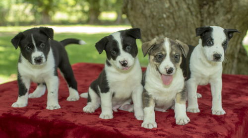 Superhero Puppy  Boys !!!