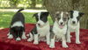 Superhero Puppy  Boys !!!